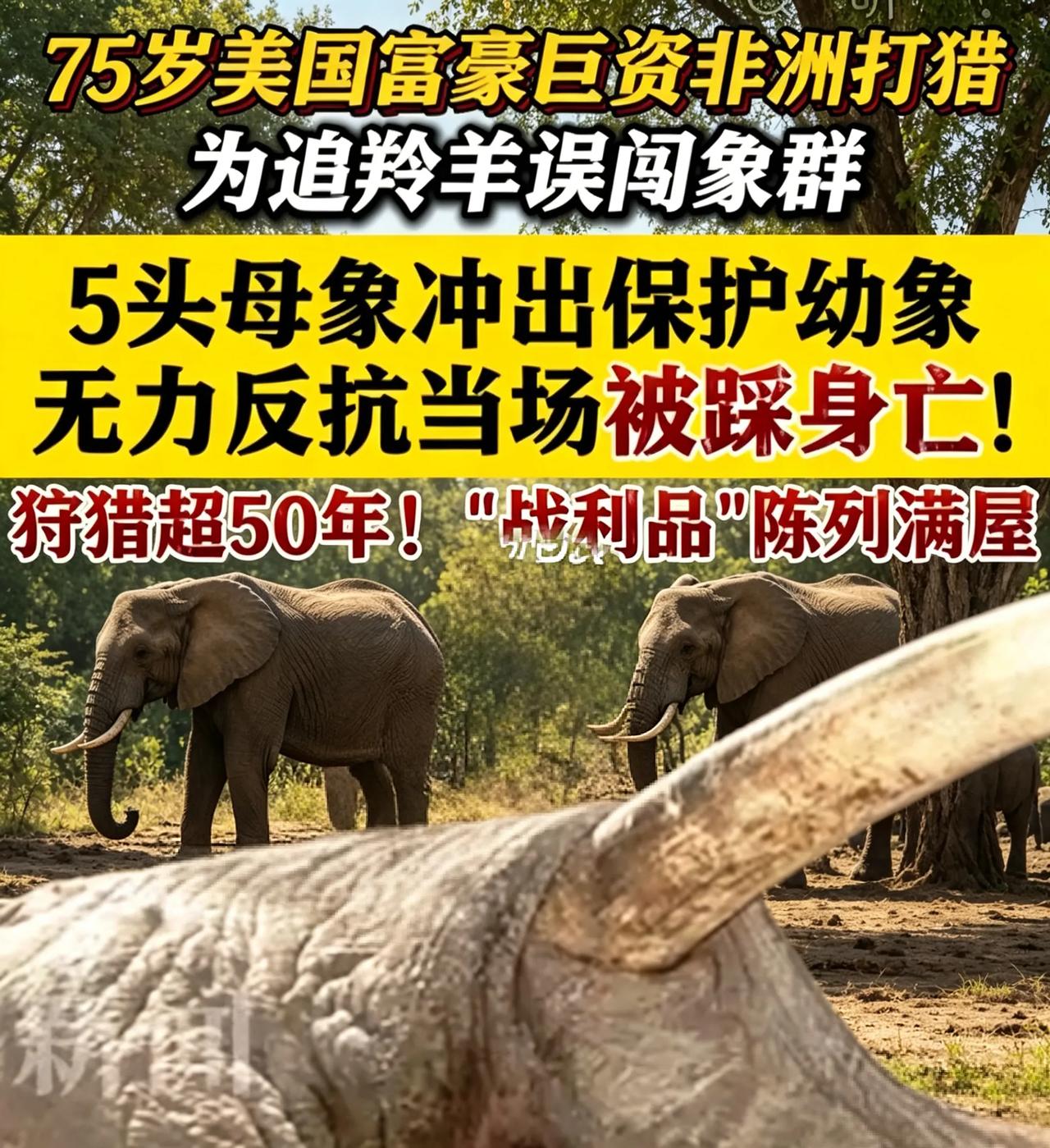 美国富豪巨资非洲打猎被5头大象踩死：天道轮回，敬畏生命从不是空话！近日，一
