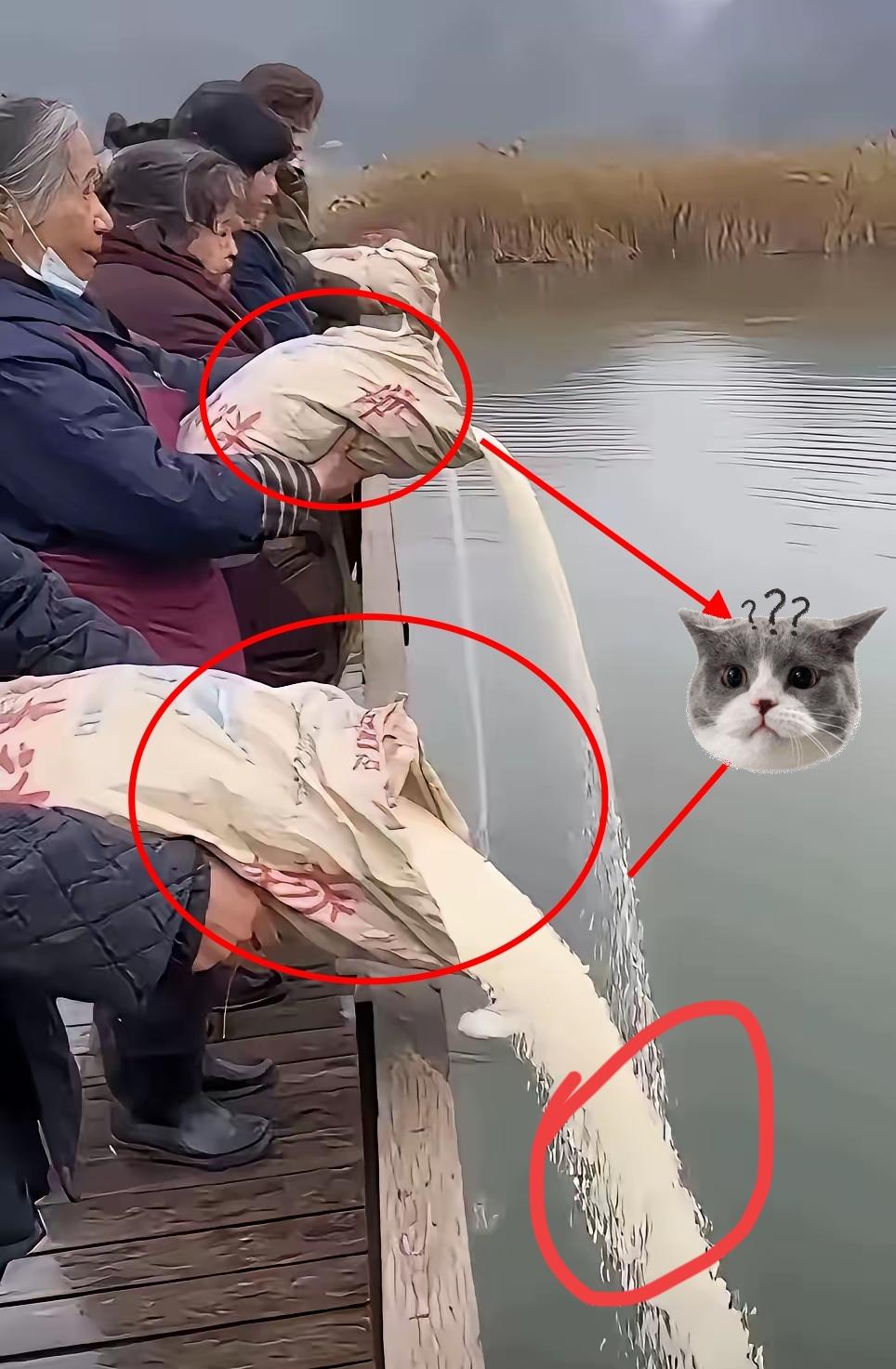 糟蹋粮食该不该收到惩处。放生，放生，到了这种地步，往海倒大米，成袋成袋的倒，美