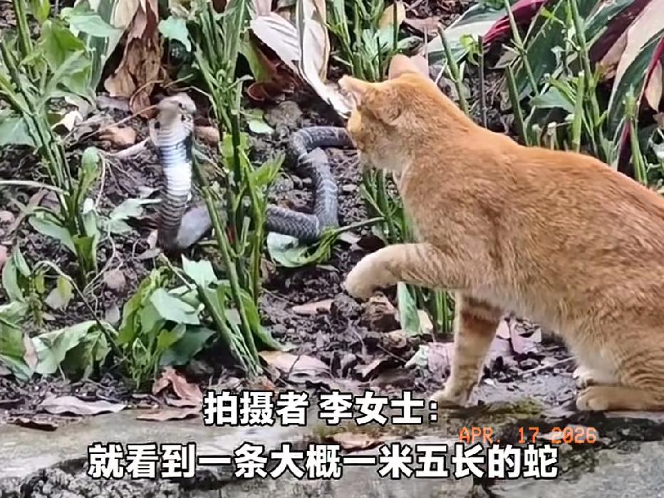 近日广东广州，一女子在越秀公园散步，突然，她听到丛林里传来声音，回头一看是条1米