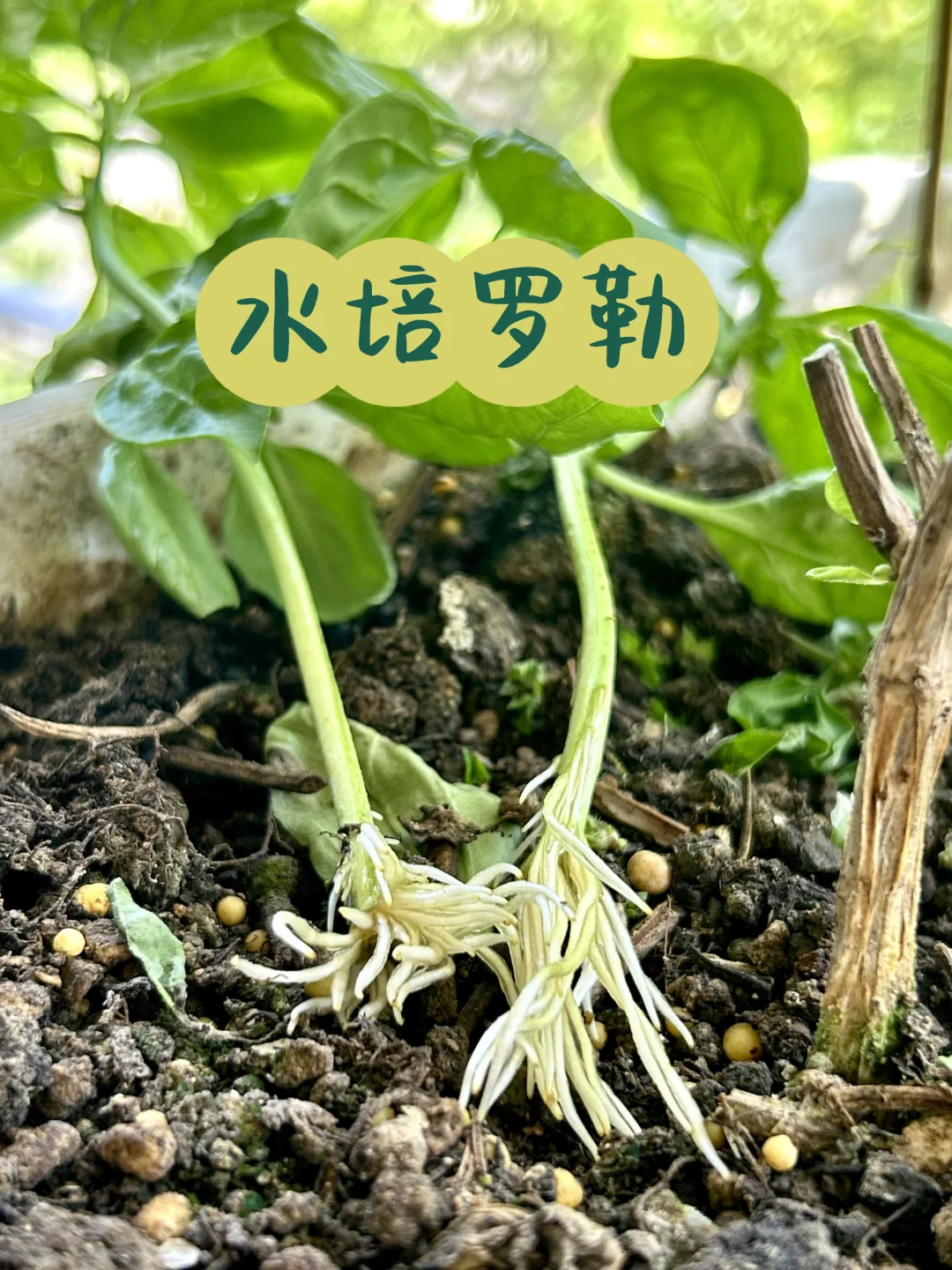 阳台上种罗勒｜怎么水培？今年的第一批生根