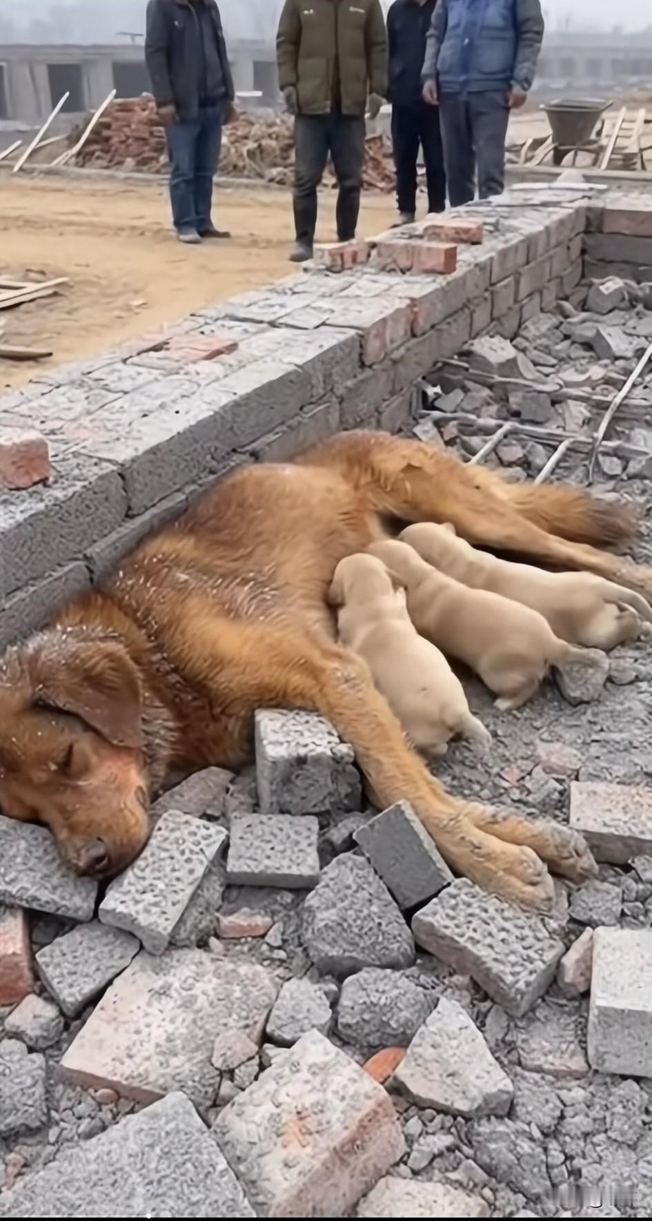 一位大叔在工地上工作，这天一大早，当他来到工地上的时候。看到一群工友围着一块地基