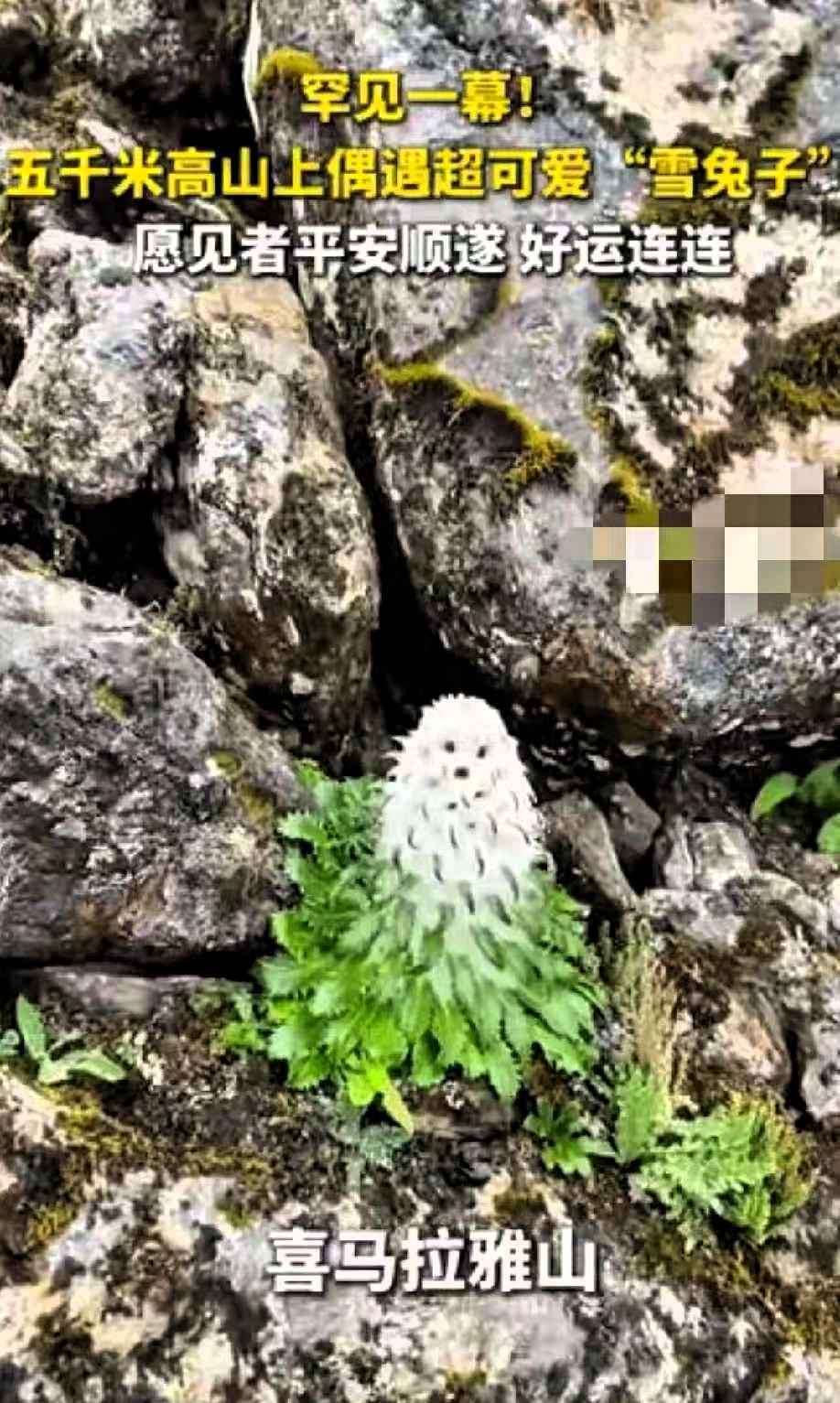 “火到央视了！”西藏喜马拉雅山，一男子爬到海拔5000米的地方，看到了一株罕见的