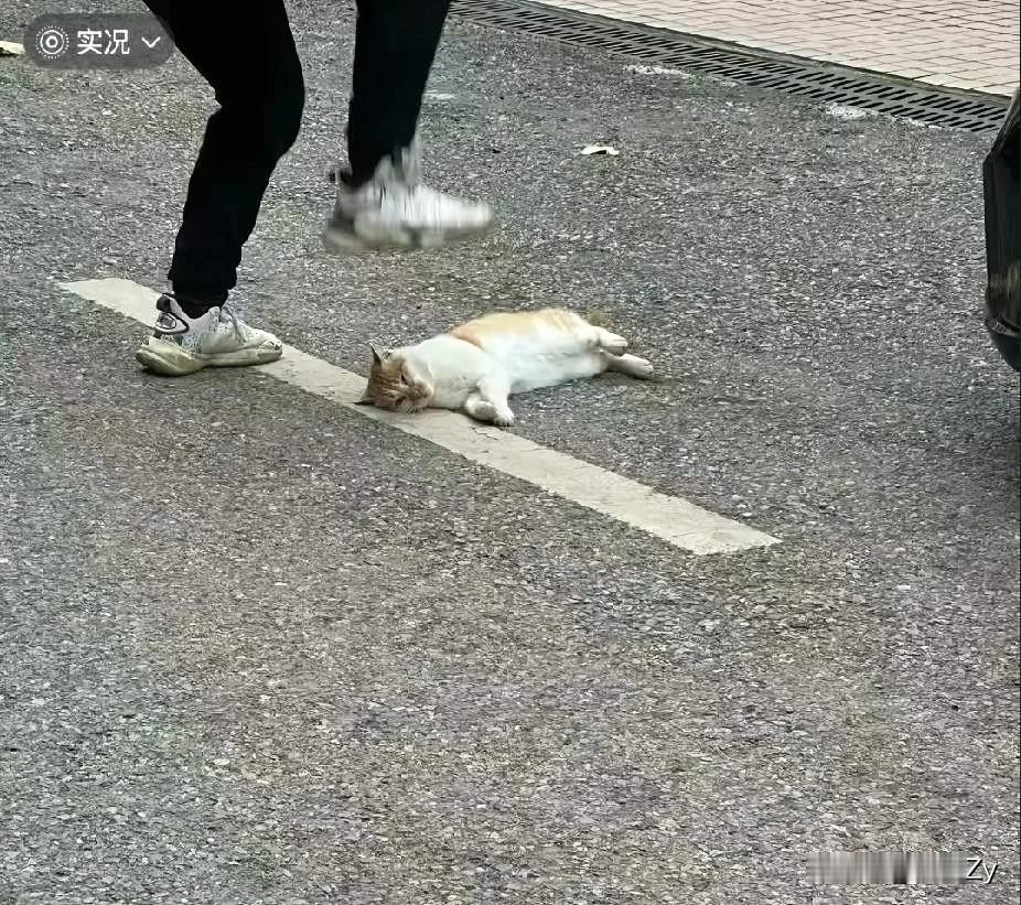 关于老师当着学生的面踩死流浪猫一事，网友们的说法各异！有人说老师是为了保护孩