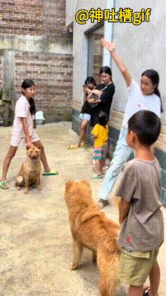 应付的狗狗：女孩一声令下，2只狗子开始比武，当然也不是真的打架，仿佛在看到两只狗