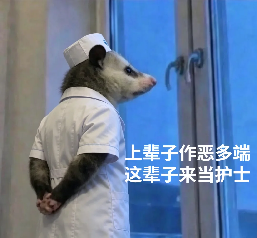 护士鼠来喽~这负鼠也太形象了！