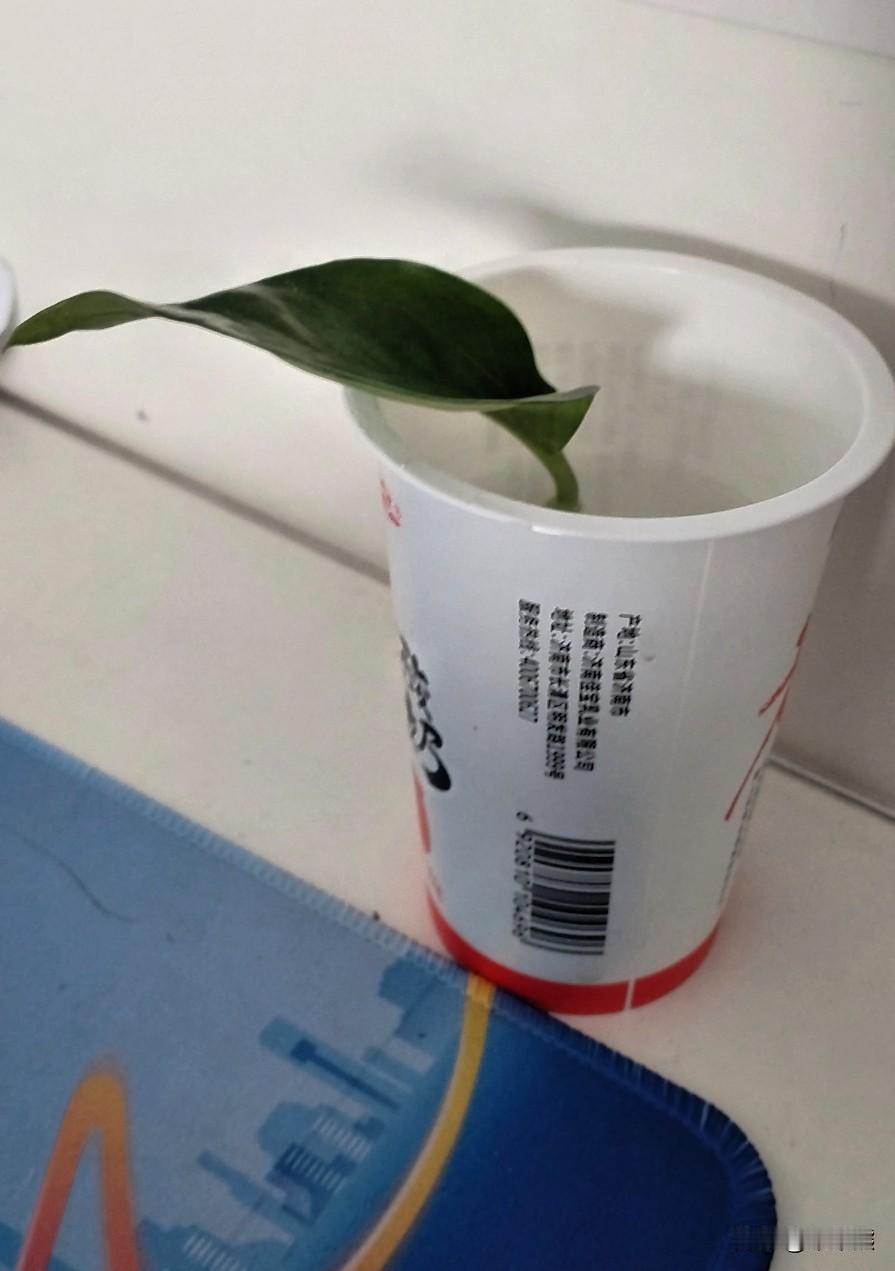 昨天浇花的时候不小心弄掉一片绿萝的叶子，嫩嫩的，看着像刚抽出来不久，丢到垃圾桶里