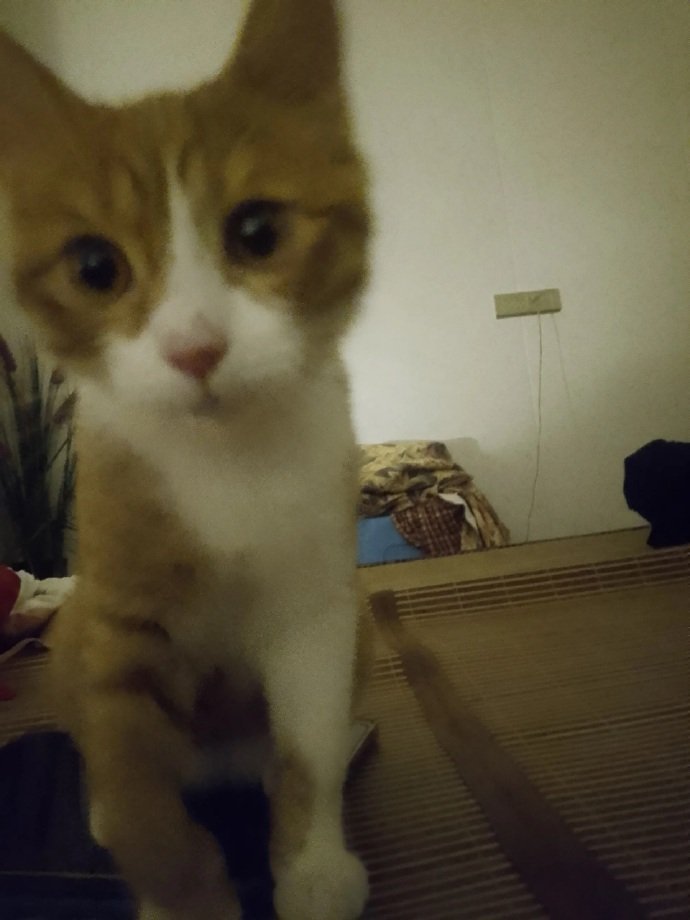 高考最后一周猫被我妈卖了
