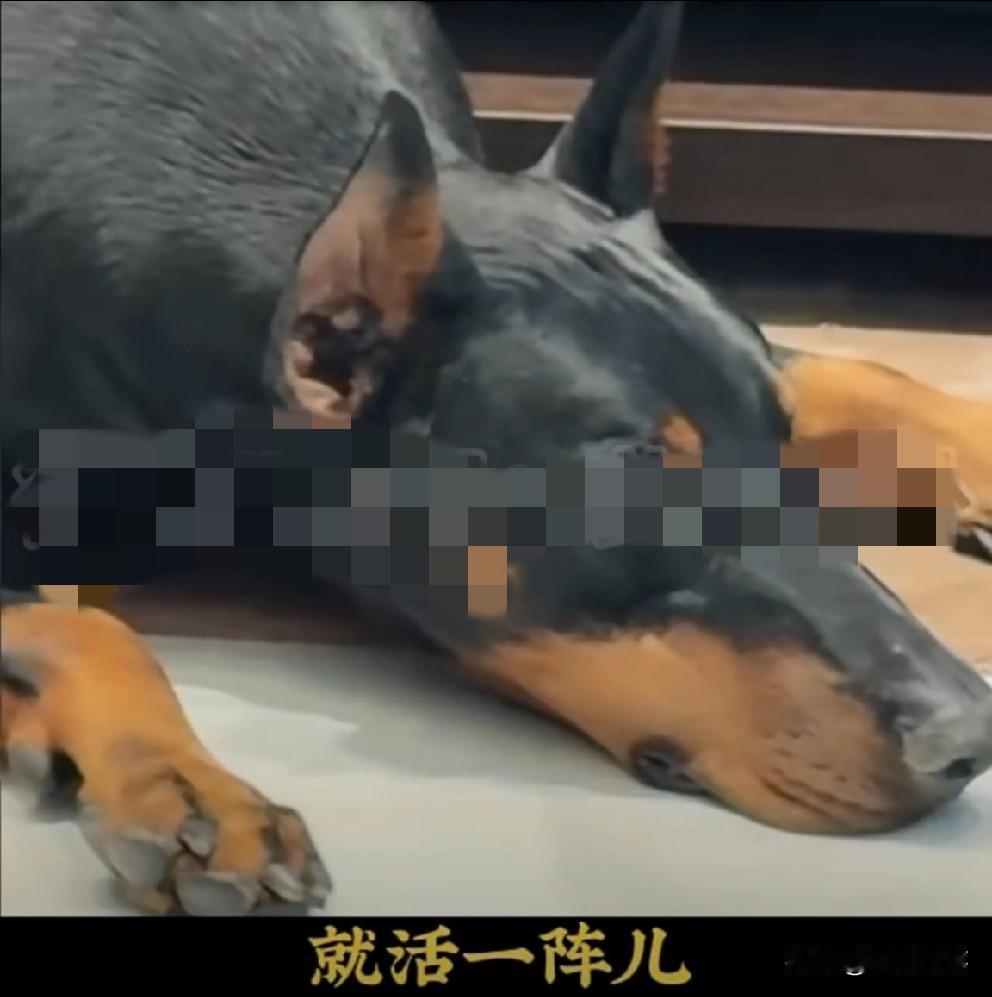 爱犬“拽根”确诊淋巴癌，T佑与崔阿扎伤悲看到狗狗离世视频嚎啕大哭！