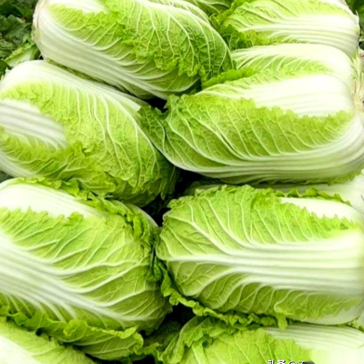 就因为多掰了几片白菜叶子，50斤，我比邻居多花了10块钱。卖菜的大爷，脸拉得老