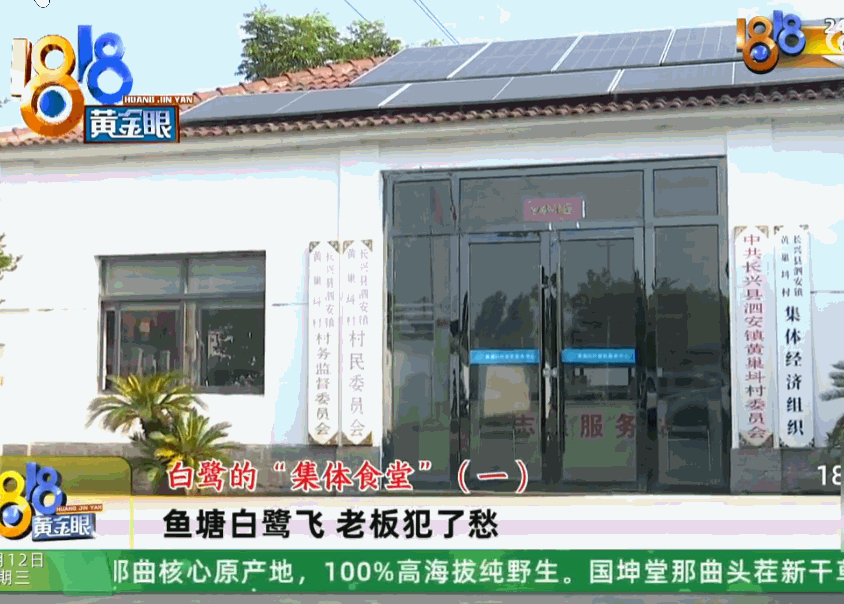 哑巴吃黄连，有苦说不出！湖州长兴，一男子自家200多亩鱼塘竟成了白鹭的“免费食堂