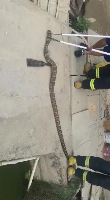 攀枝花生态出圈，被捕毒蛇体态臃肿，康养环境藏不住优势网络流传的一段救援影像