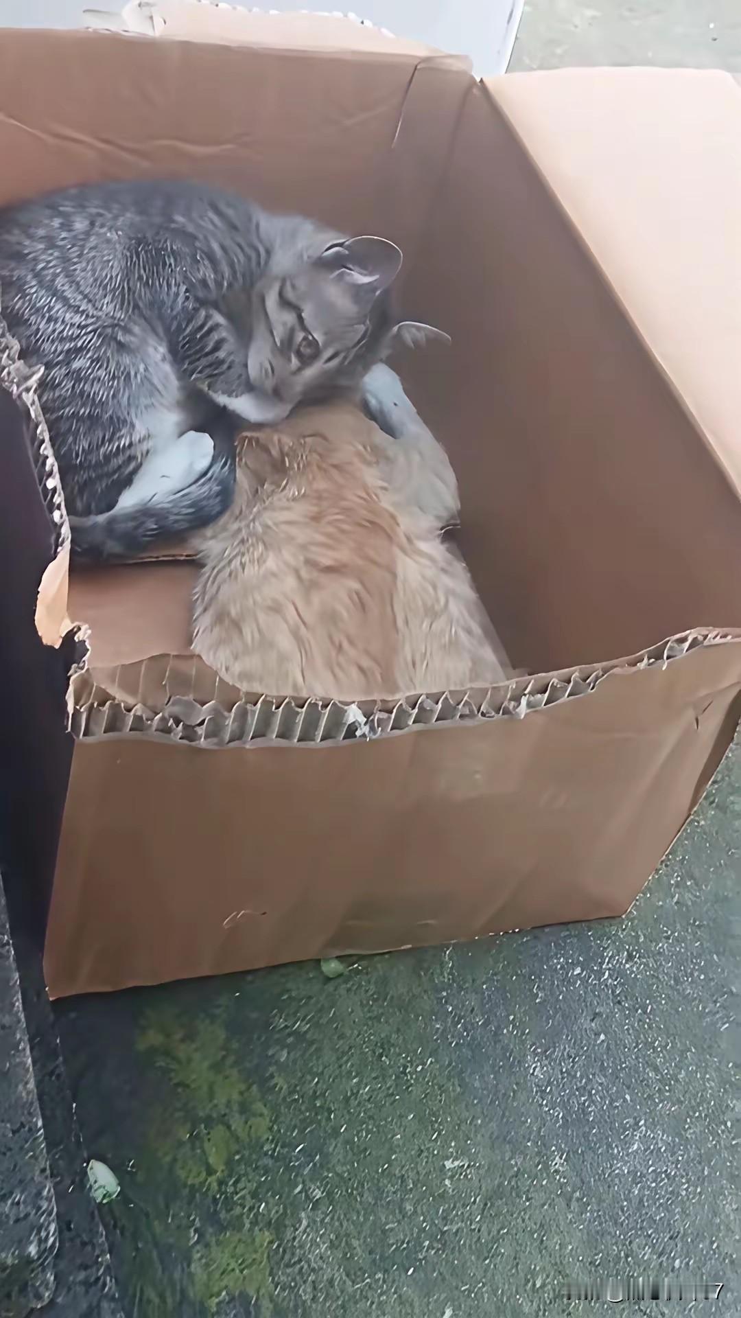 网友坚持投喂楼下两只流浪猫大半年，早已把它们当成了无声的家人。可今天，往常