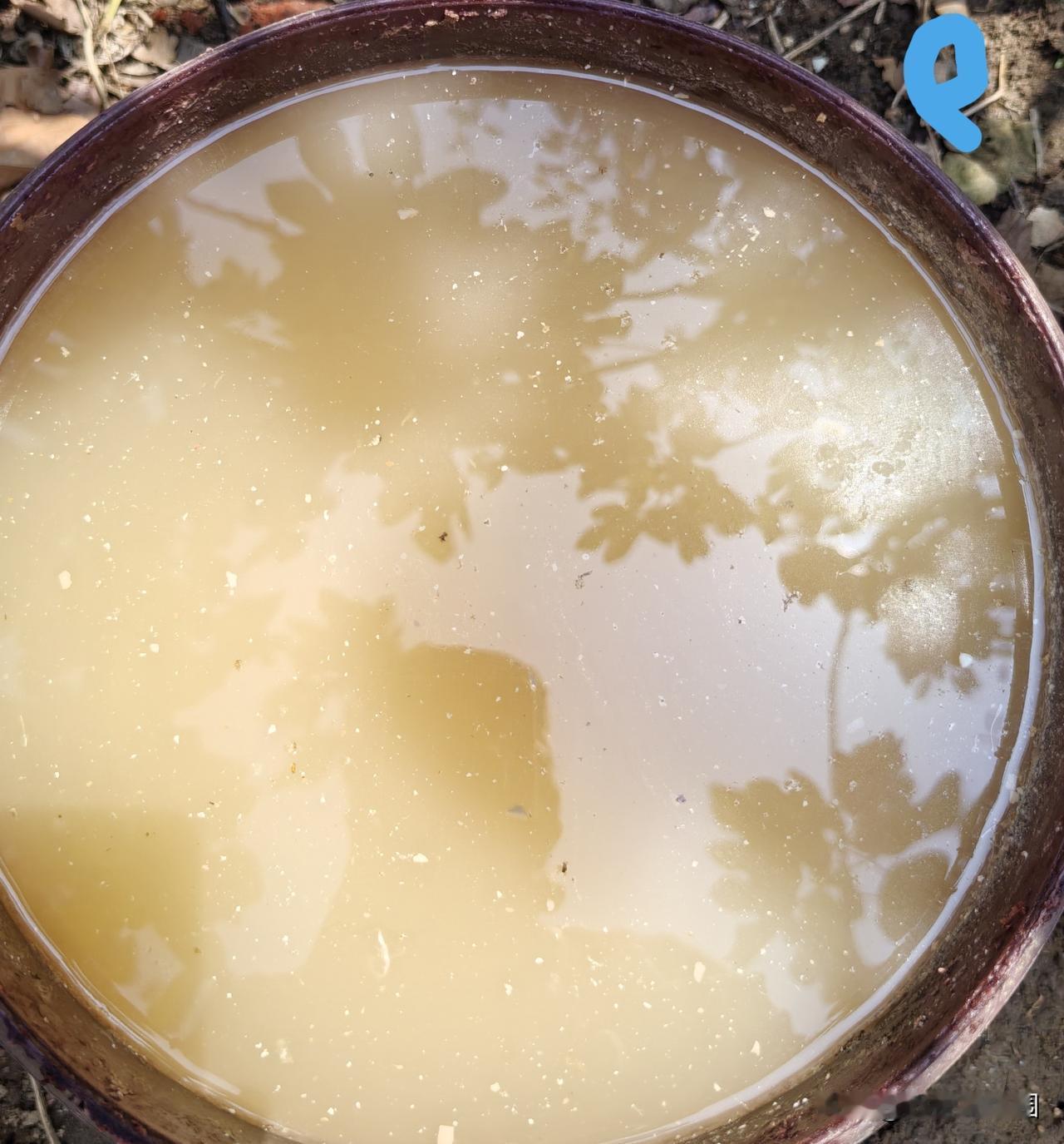 有人担心黄豆肥水会不会烧根?水煮黄豆，是性价比很高的一种肥料，这样用，未经发酵，