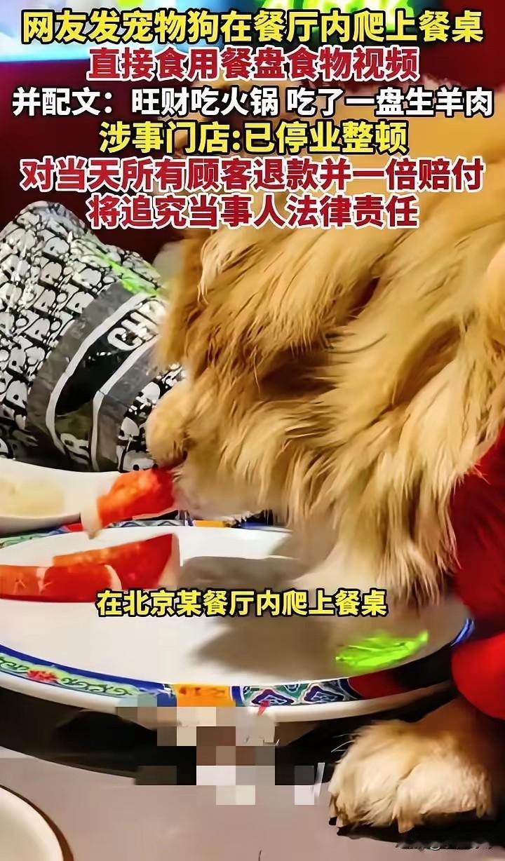 现在全网最后悔的女人就是这位北京大姐了吧！不是因为让狗上桌吃肉，也不是因为拍