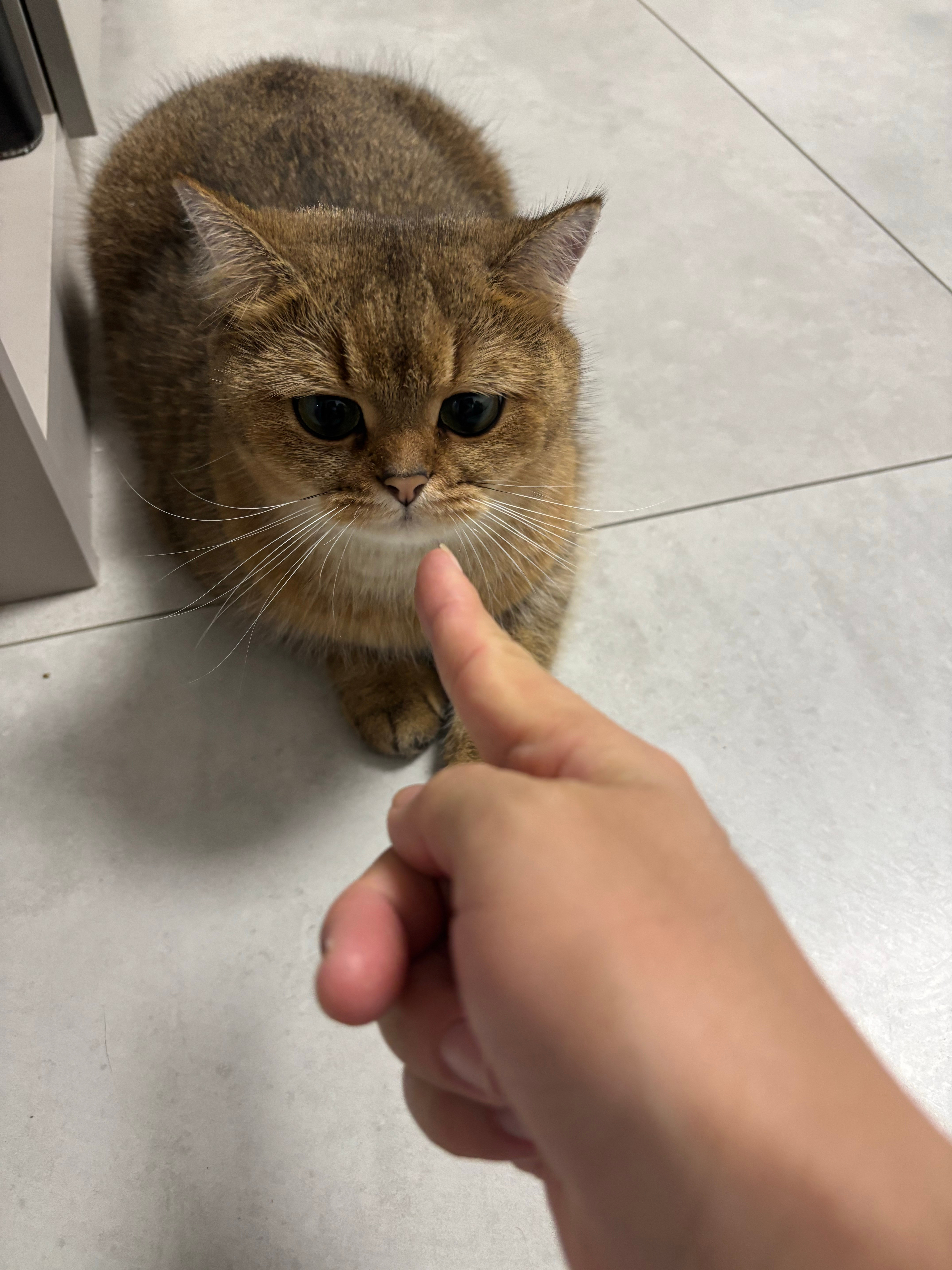 开不开心猫咪​​​