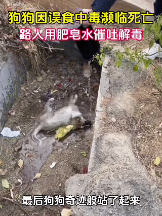 一只流浪狗狗不慎误食有毒物品，很快陷入中毒状态，瘫倒在路边奄奄一息，生命岌岌可危
