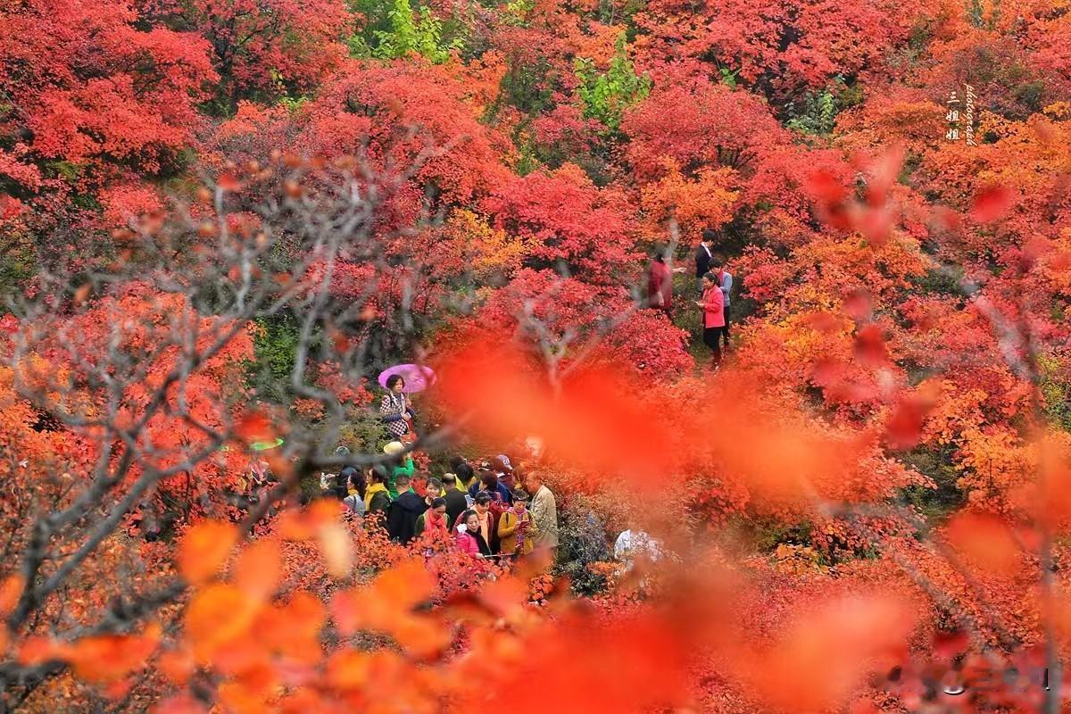 郑州私藏红叶山谷，拍片不输北京香山。从郑州出发一个多小时的车程便到达了巩义竹林