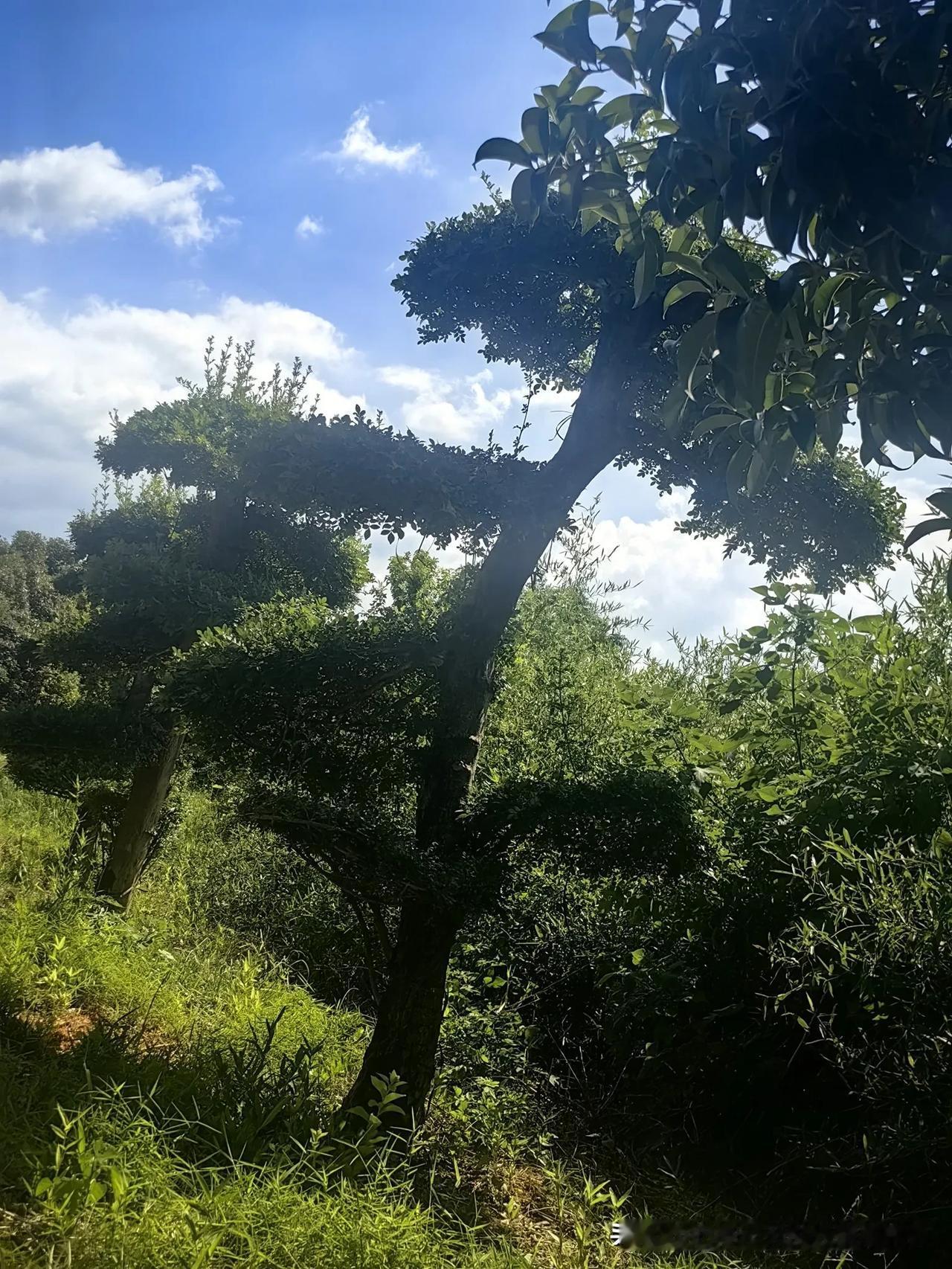 这种景观树曾一度供不应求，富了首批种植户，不仅供树还供苗，狠狠地捞了一笔，后面的