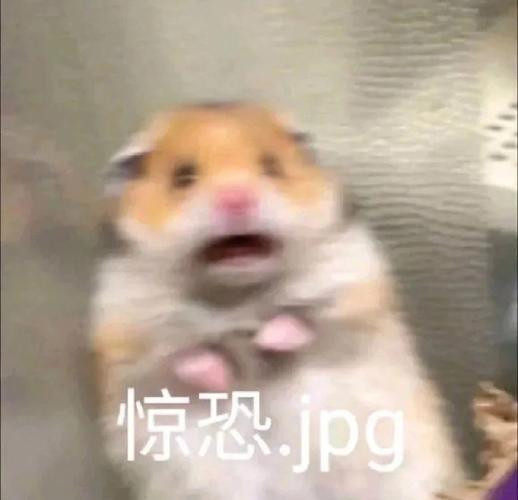 每天一条冷知识发表在《系统神经科学前沿》上的一项研究，揭示了一个令人意想不到的