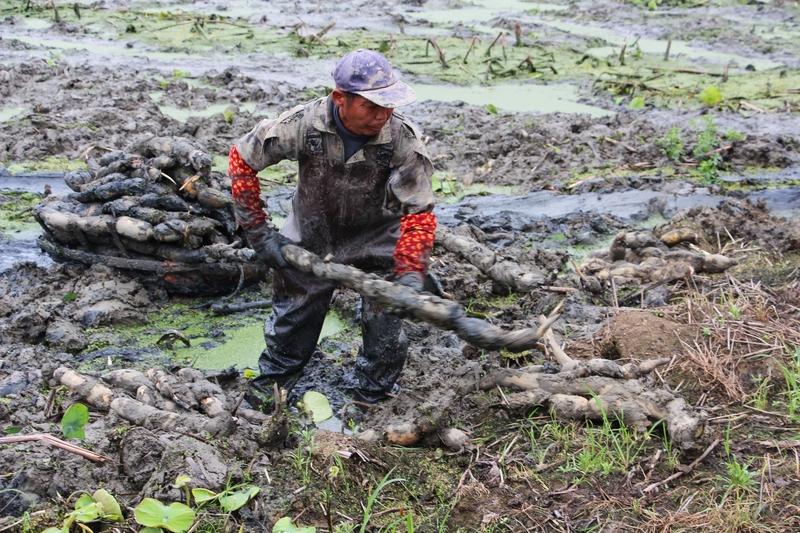 日入上千元，挖藕为何这么赚钱？挖藕能日入上千元，是多重因素作用的结果，反映了农