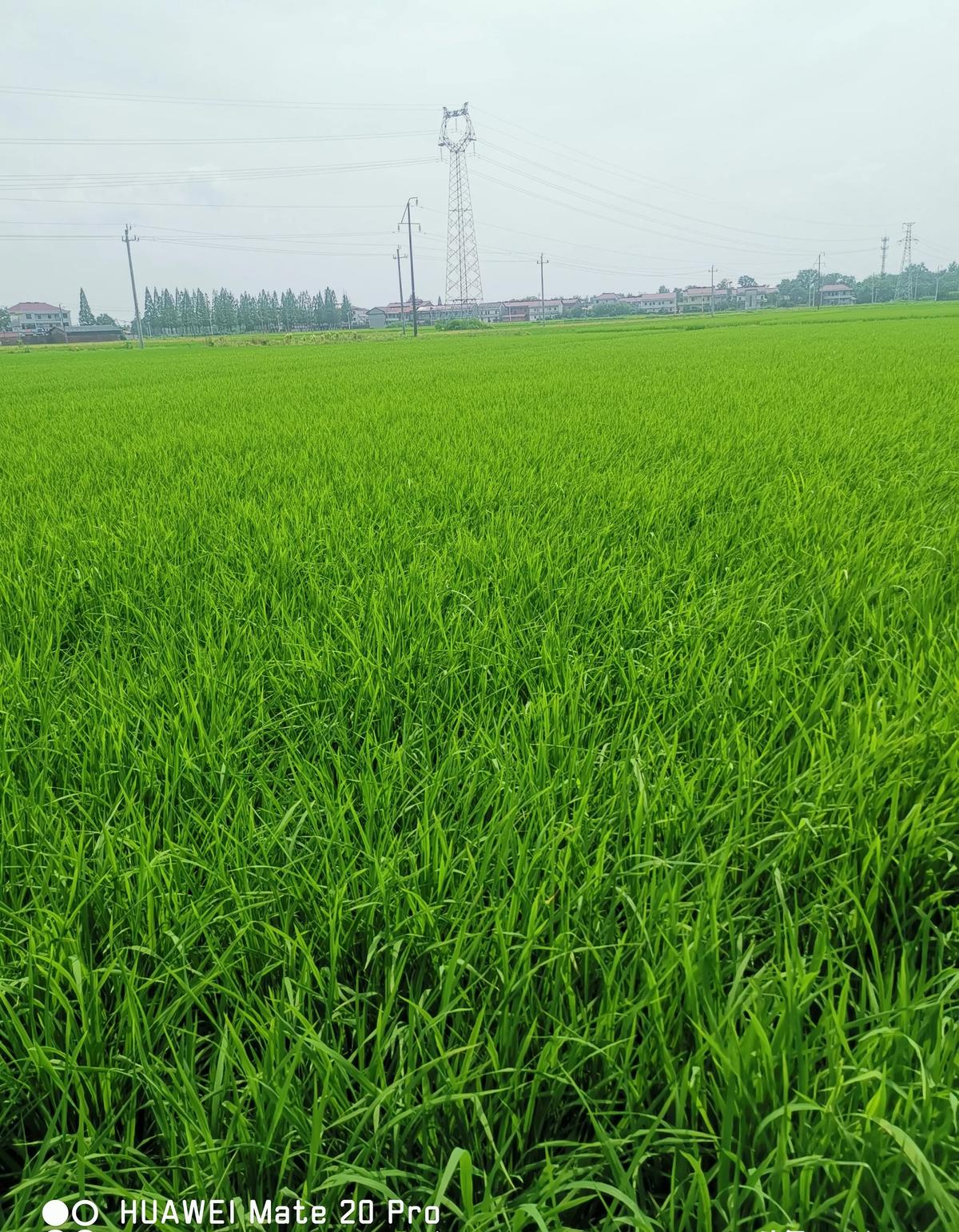 清北博士也抢教师编！普通师范生：我书还没念完，饭碗先没了。华东师大202