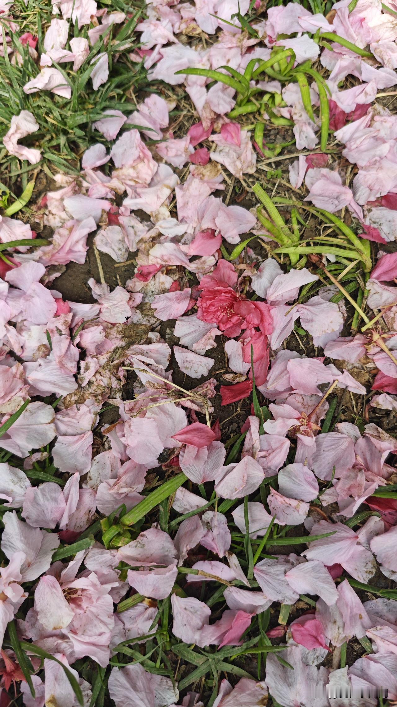 我一进家门，儿子说妈妈晚上请我吃麦当当吧。我太累了。我问：今天的体育中考怎样