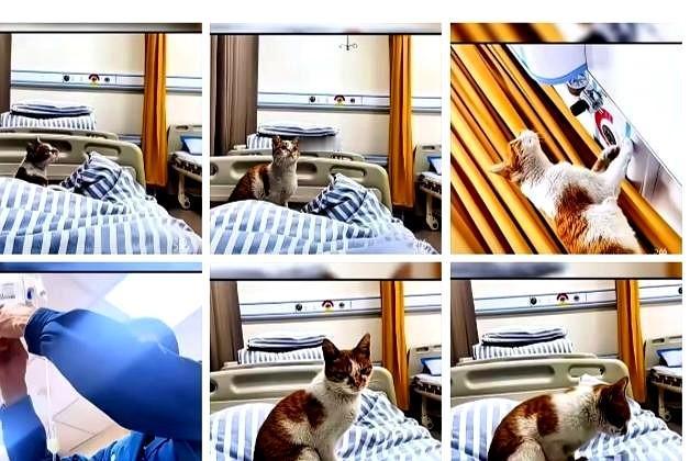 女子输液睡着，猫咪盯着吊瓶，点滴输完时按响呼叫铃。护士告诉女子猫咪的故事：主人