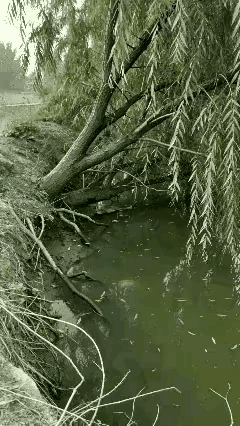 不明白，鱼为什么要往树上跳啊？
