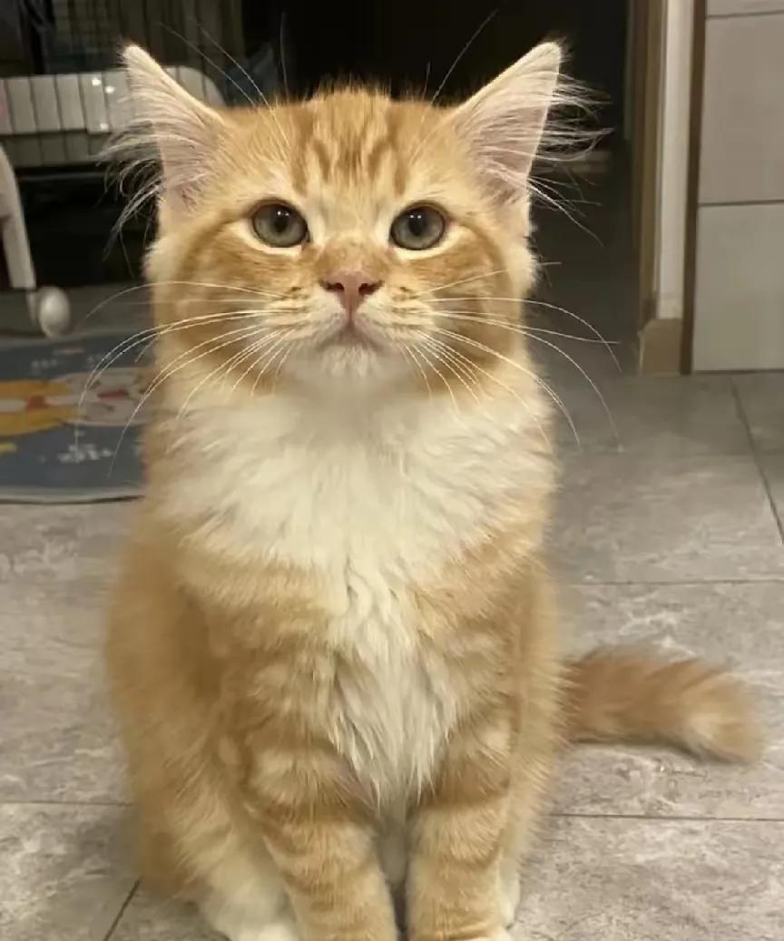 我们这片，有个老太婆养了只小橘猫，五年多了。猫不闹，老太婆也省心。后来老太婆给子