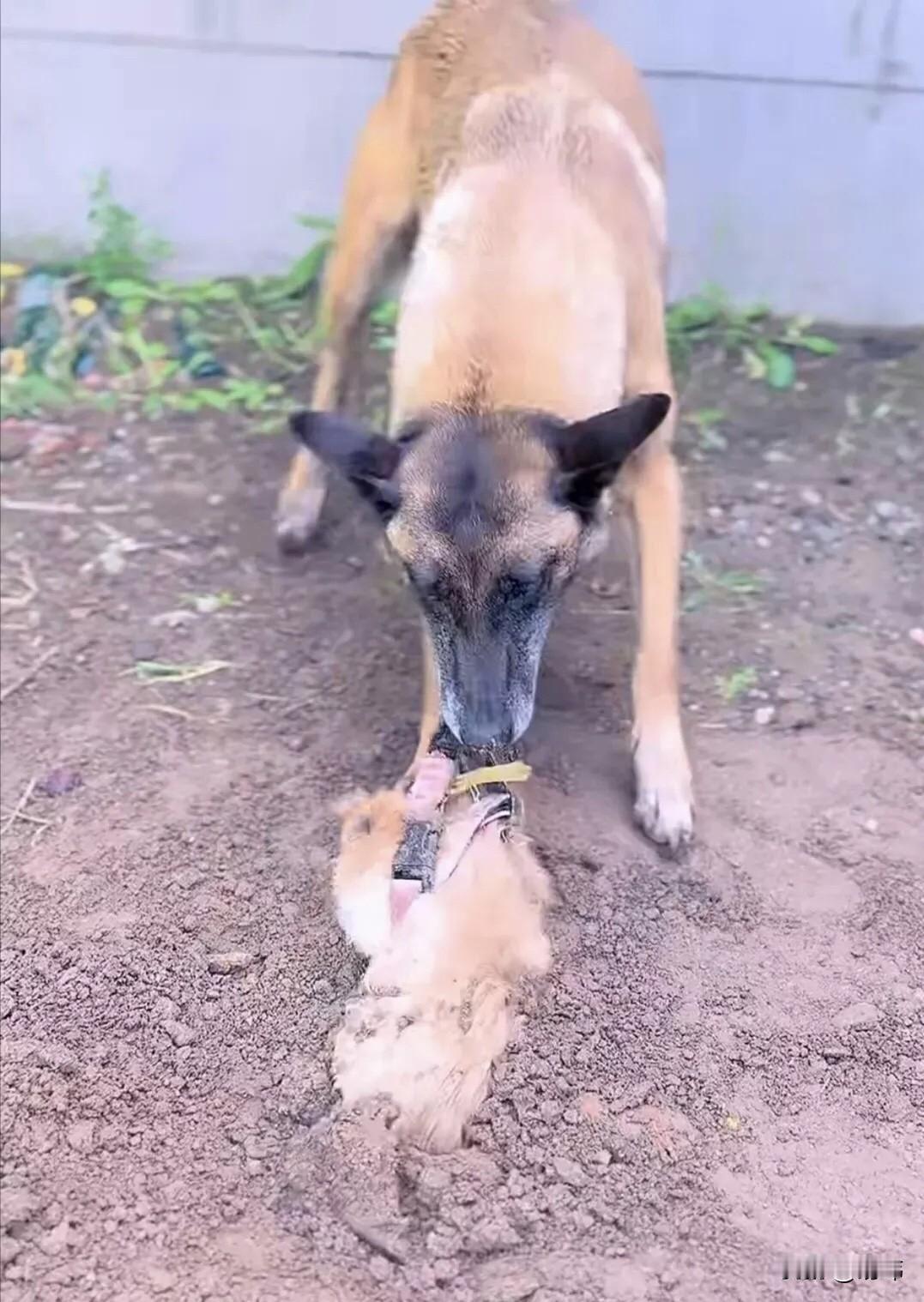 泪目了！狗妈妈居然把已经被主人安葬的小奶狗挖出来，它无法接受自己的孩子就这样离去