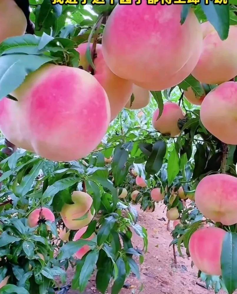 山东巨无霸桃子见过没有，只见满园桃子看得人心旷神怡，忍不住下手去摘，两只手捧着