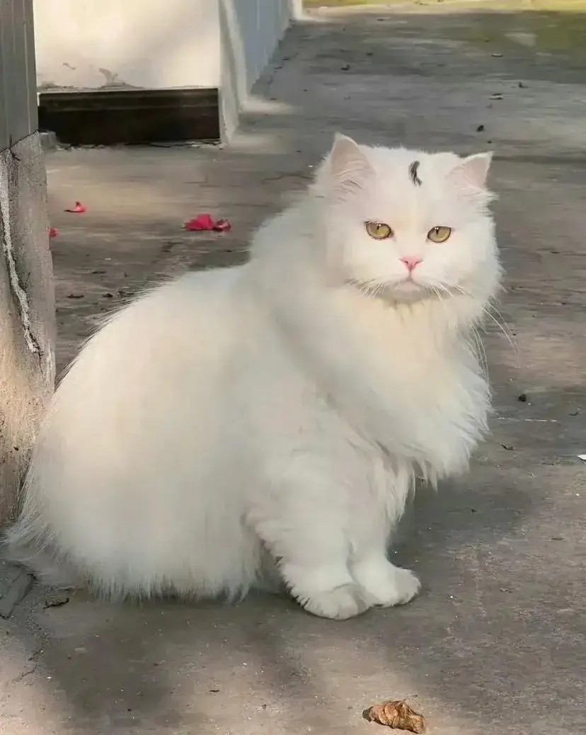 白猫坐石上，静待时光过。​​​