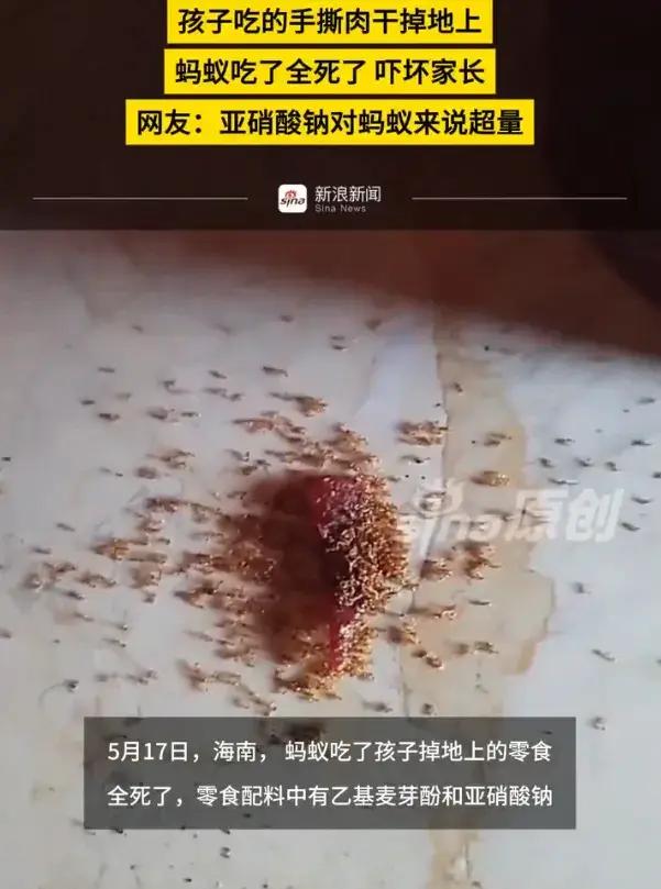 太揪心了，海南一孩子零食肉干掉在地上，引来蚂蚁迅速死亡。这场诡异的“蚂蚁死亡实验