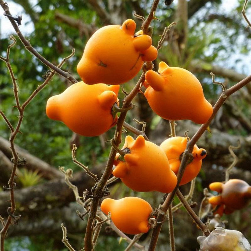 ‎种植乳茄南方3月、北方4月播种，也可在6月至11月进行种植，喜温暖怕寒冷，果