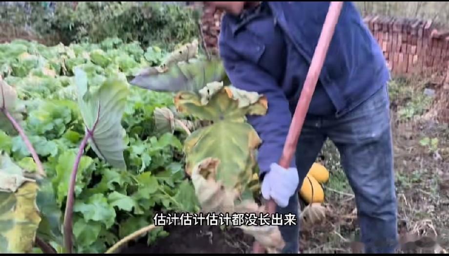 一北京小伙在黑龙江种了广西的芋头，叶子长得超级大，结果，一点芋头也没有。也许生长