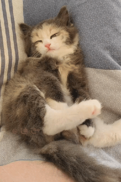 这猫猫好美啊，真的好像一只小妖精，这颜值在猫眼里算是女神了吧！