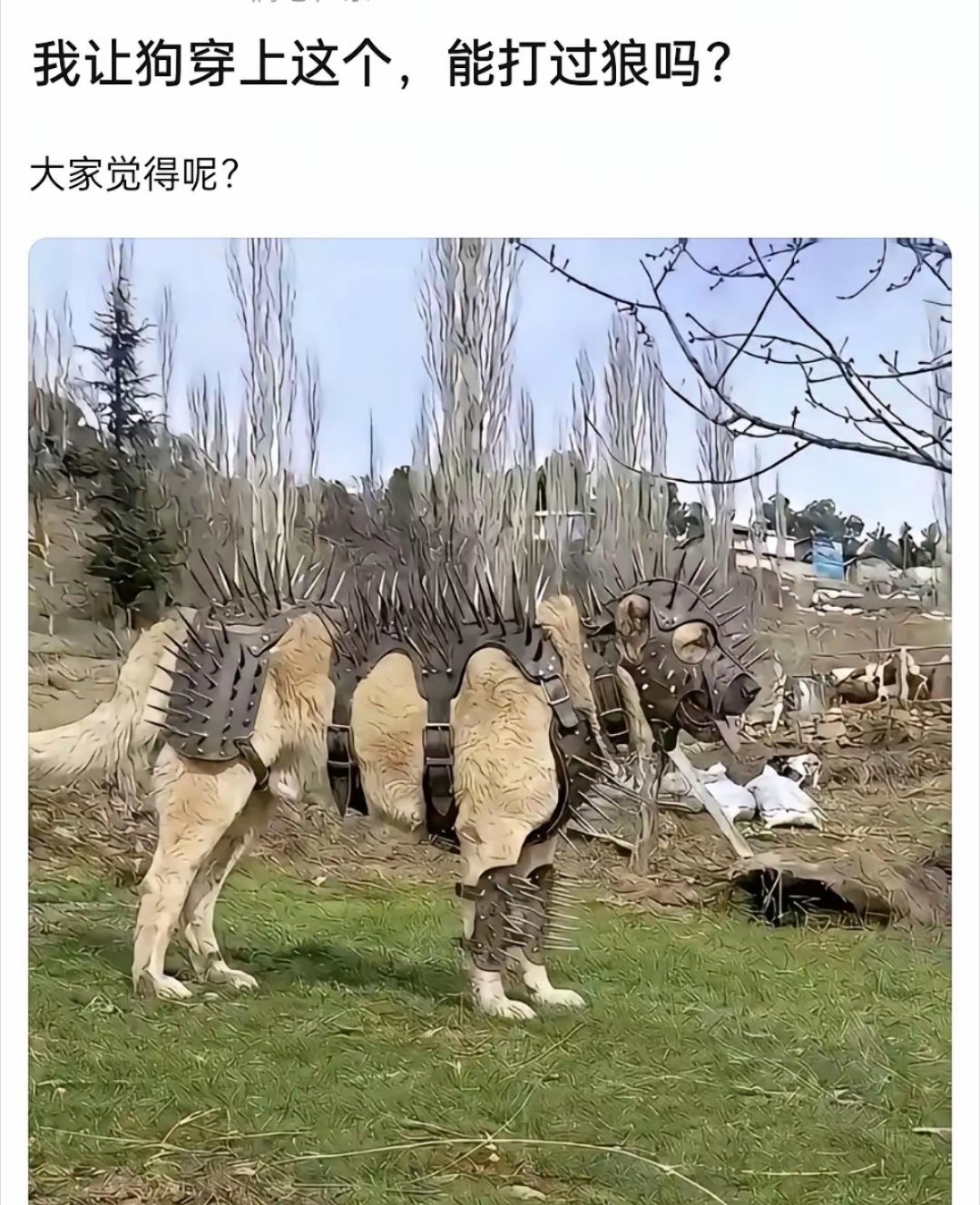 虽然打不过，防守还是没问题的