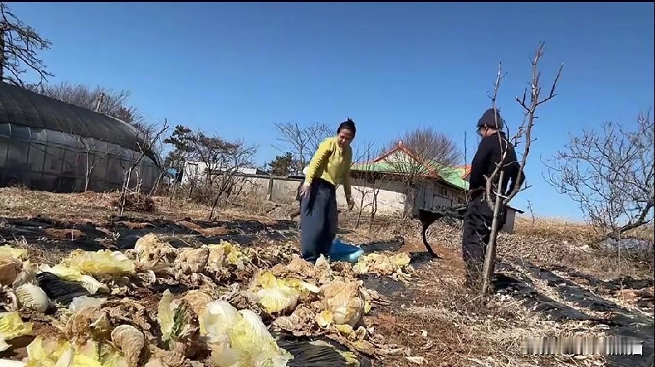 一个远嫁到韩国的姑娘，直夸韩国的白菜非常好吃，虽然看着长得不怎么样，虽然外面也都