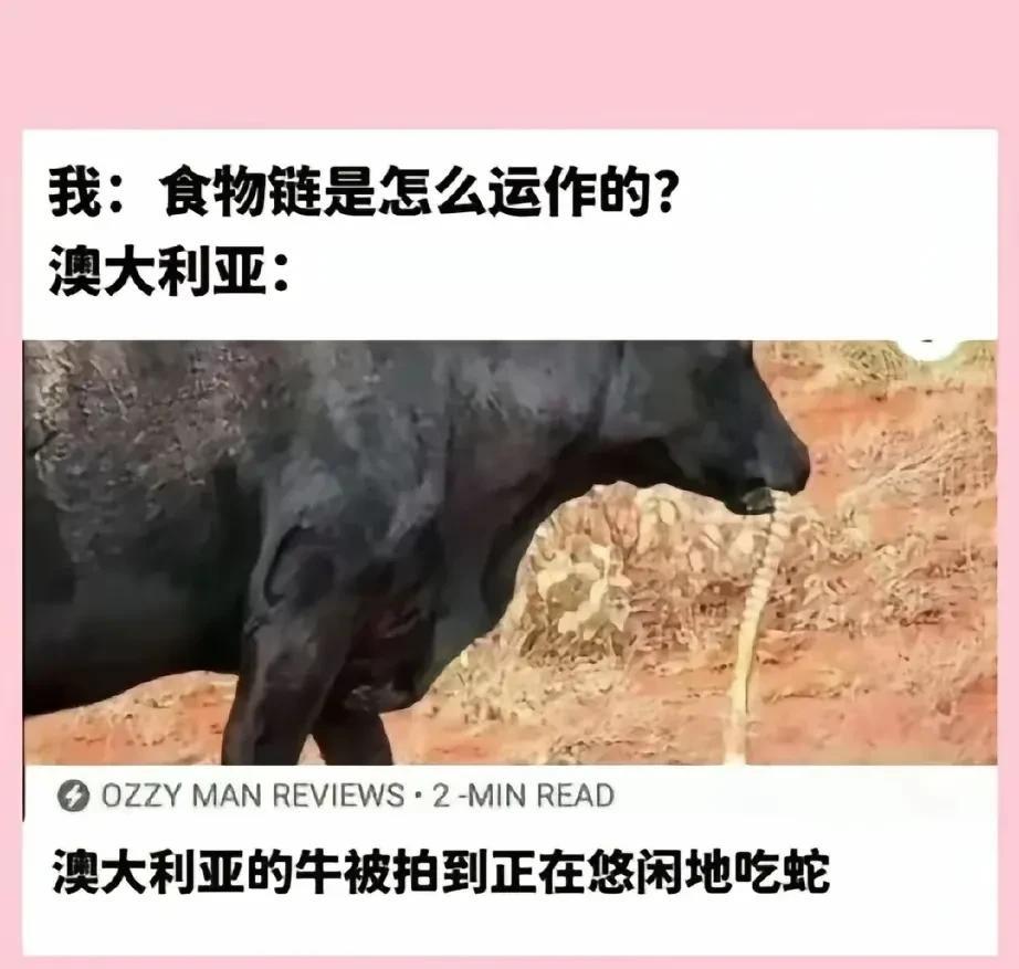神奇的国家[狗头]
