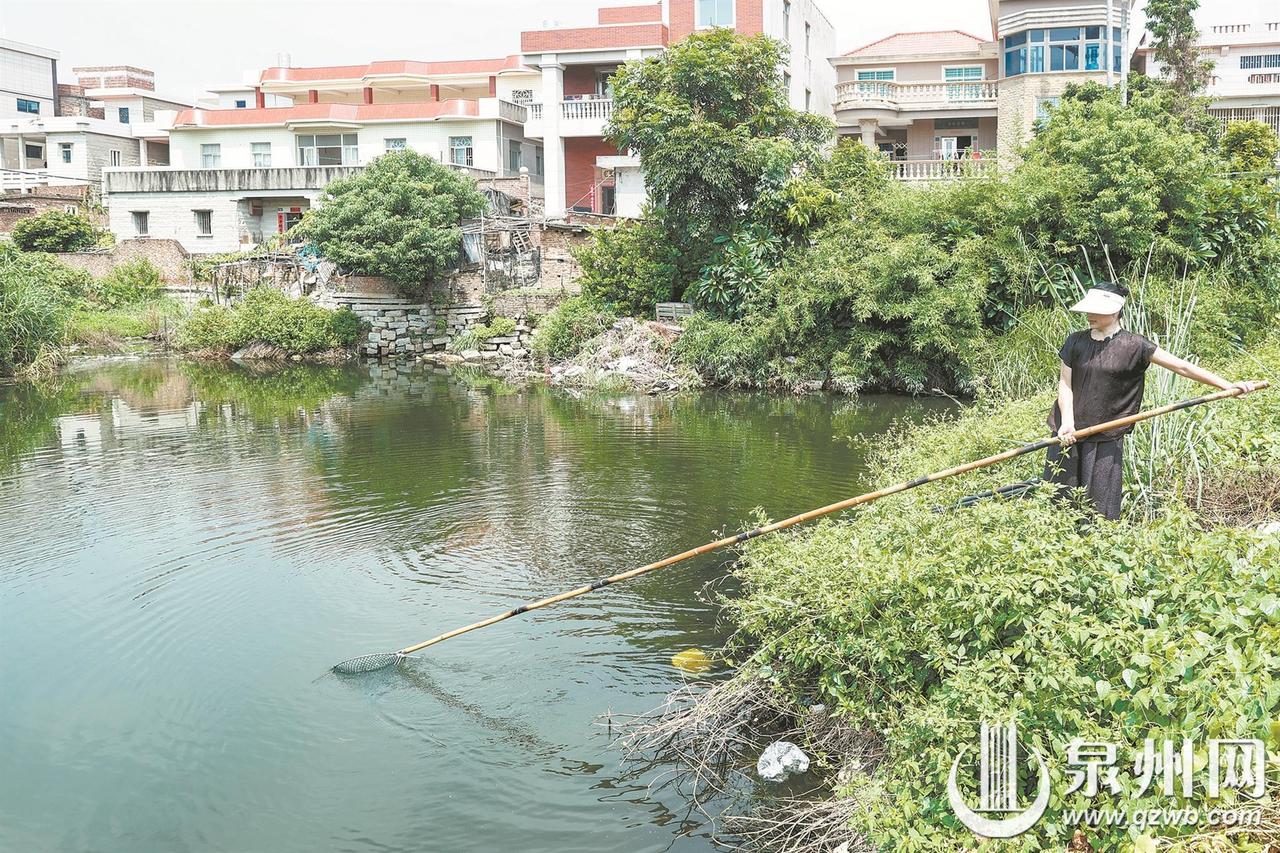 福建泉州，一口与外界隔绝了几十年的封闭老池塘里，突然冒出一条通体金黄、长着鳄鱼嘴