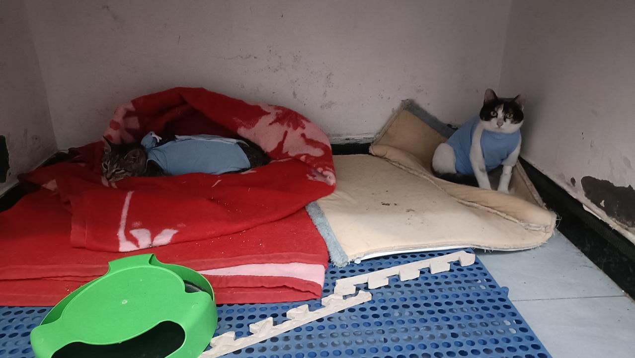 昨晚临睡前去看了看两只绝育的小母猫，它俩缩在角落一动不动，尤其是小彩狸一直趴在那