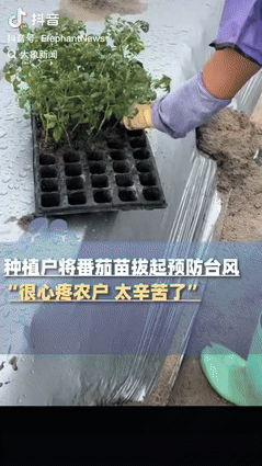 “太明智了！”广东一农户在超强台风“桦加沙”即将来袭之际，将刚种下30亩番茄苗，