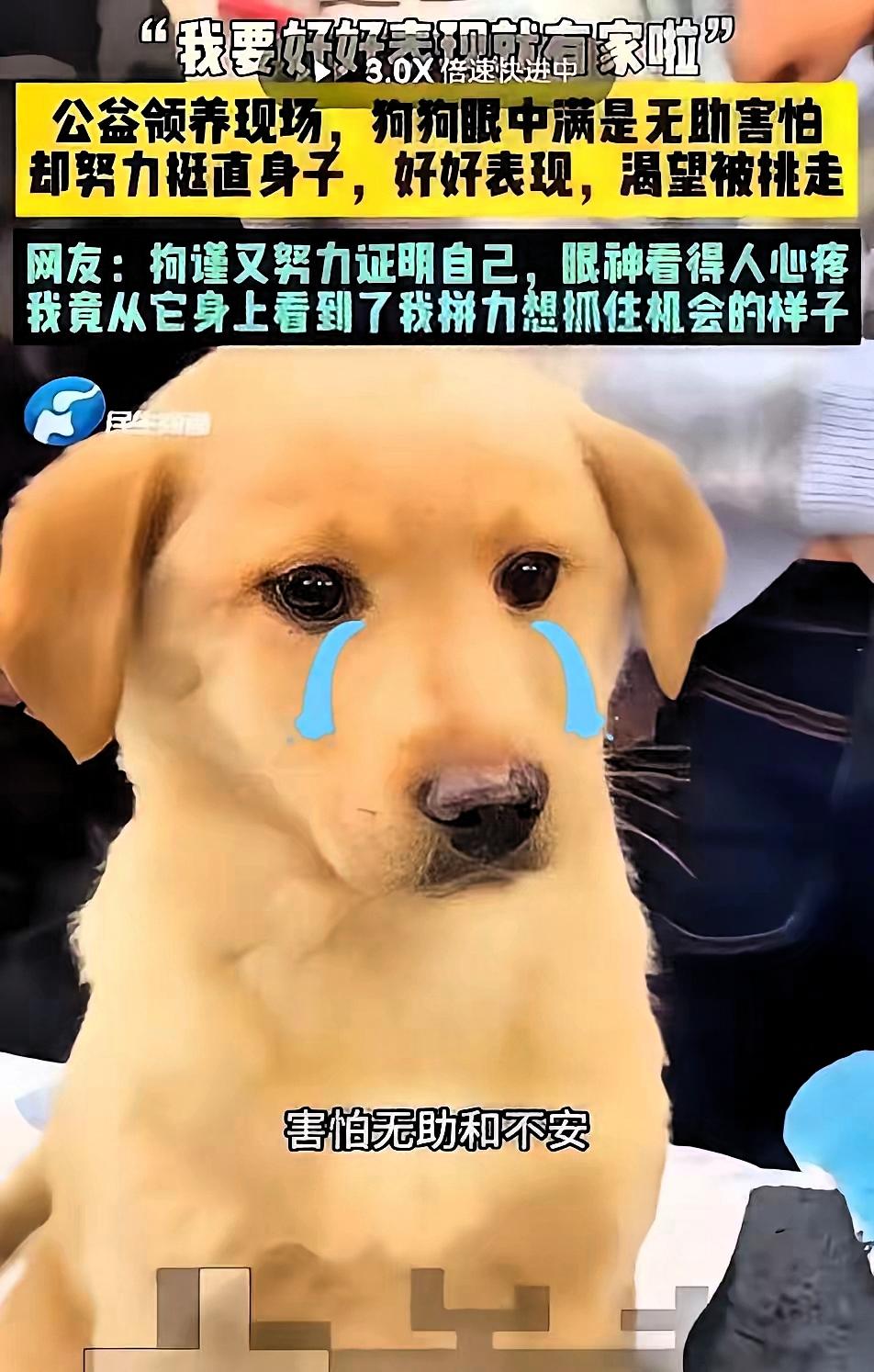 后续来了！！！​全网心疼的坐姿小狗铁柱成功领养！此前铁柱因为长期在外流浪