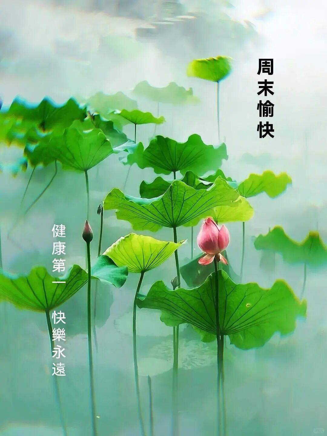 🌈清晨的阳光洒在青瓦上面，竹篱笆旁边蔷薇肆意绽放，粉红色的花朵挂满了整面墙，说