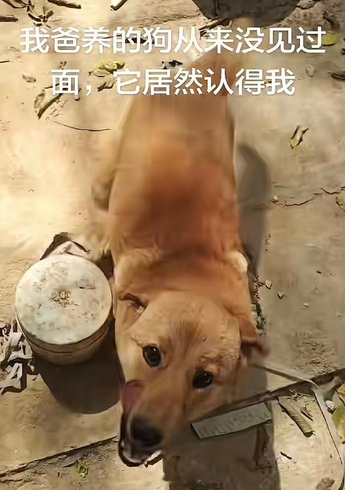 狗，我就说以前有人睡过我的窝