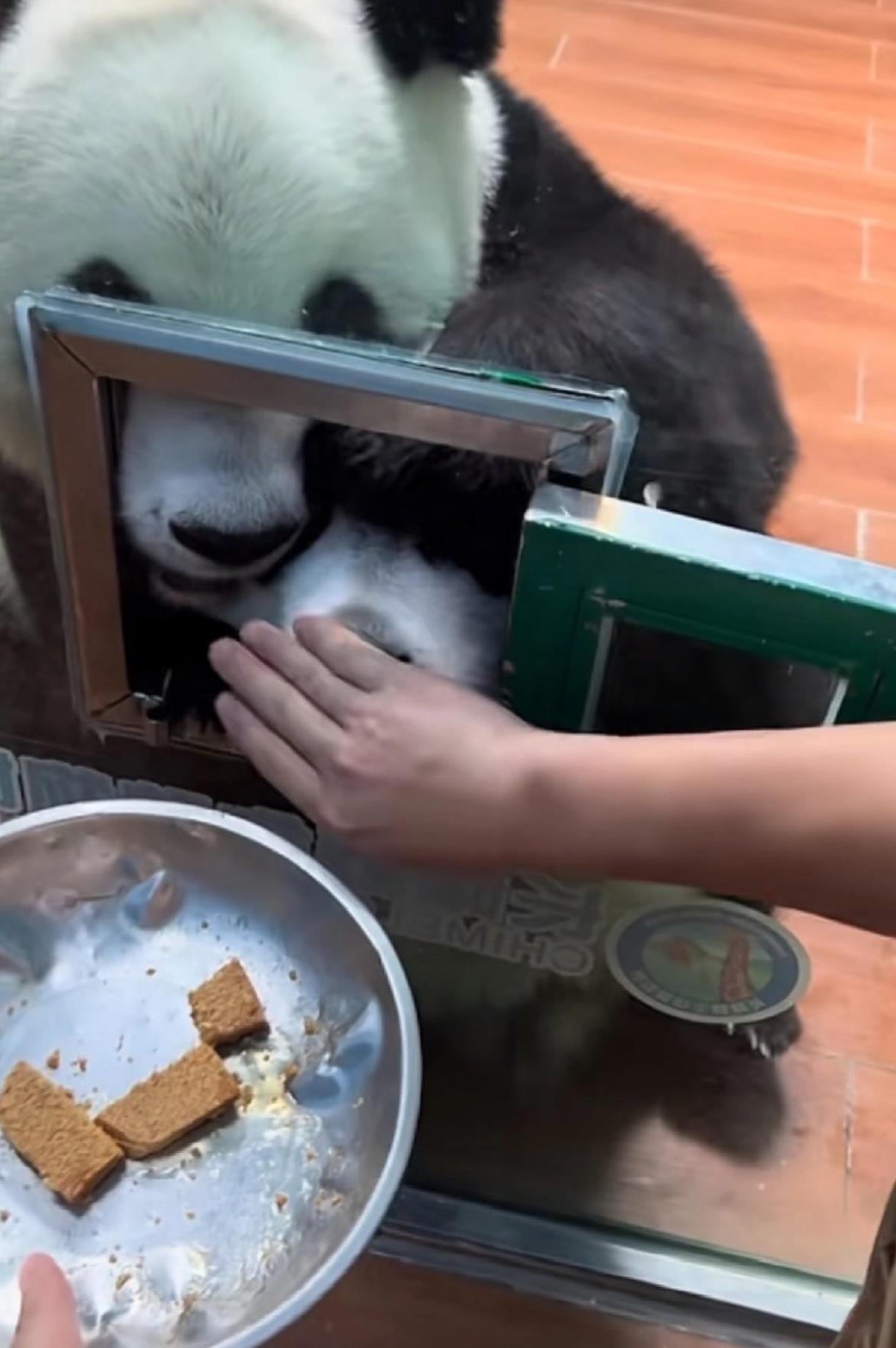 救命！女明星妹猪被捂嘴实惨现场：她一边被妈妈萌萌按着头，一边被大良外公死死捂嘴