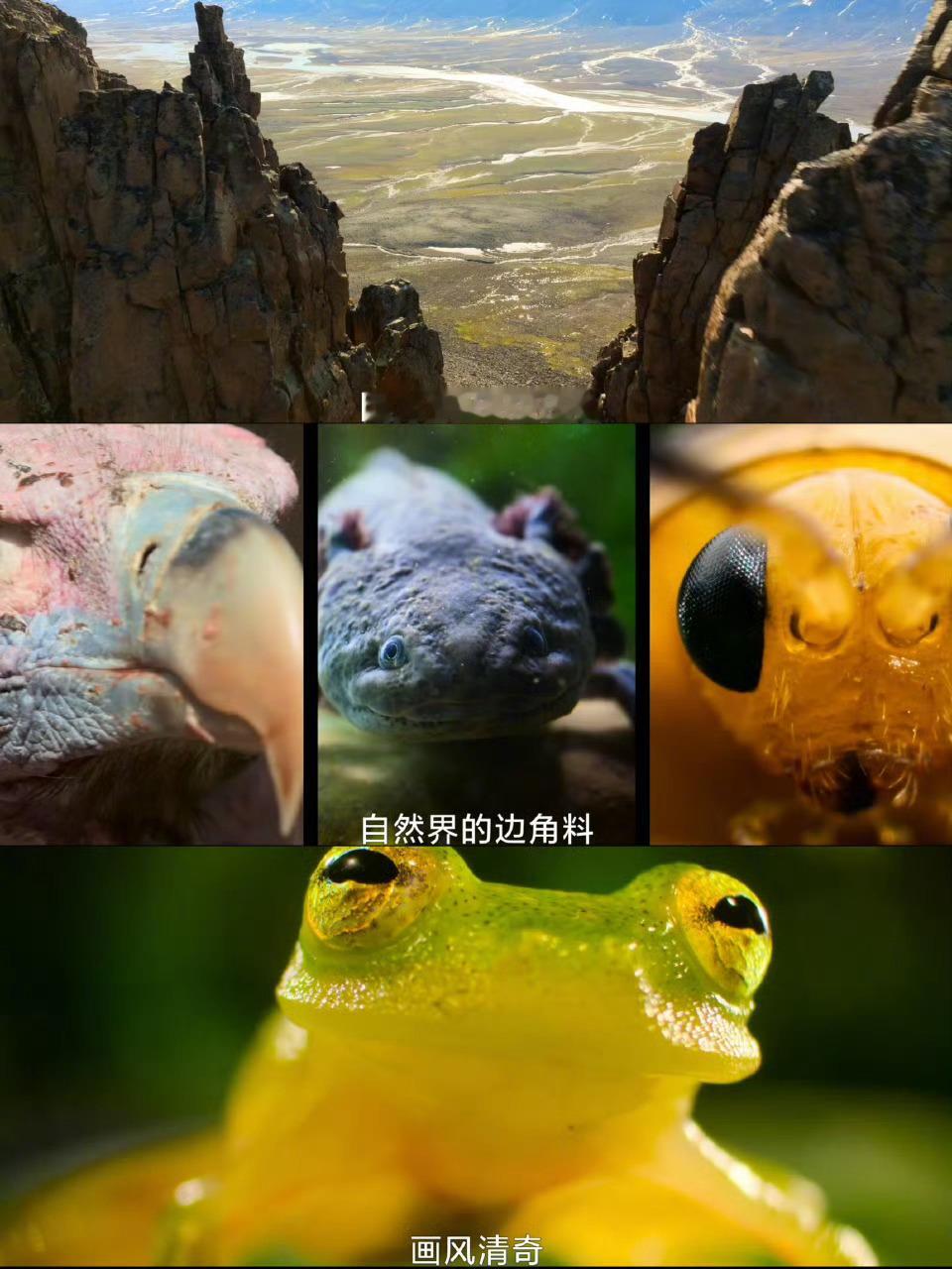 我们这代人有自己的动物世界国家地理《废柴英雄》超宝藏！赵又廷配音解读小动物，笑