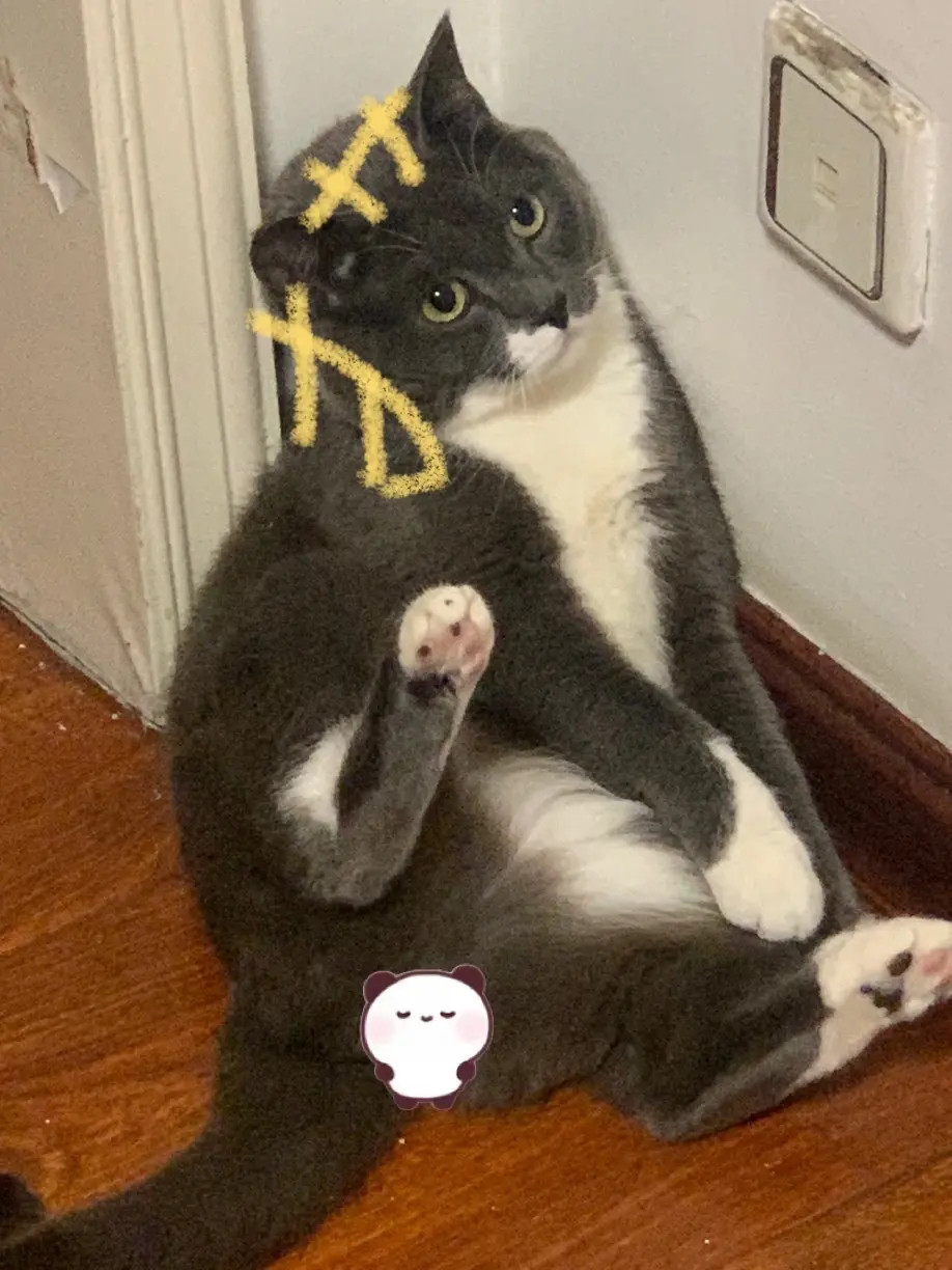 猫猫狗狗！