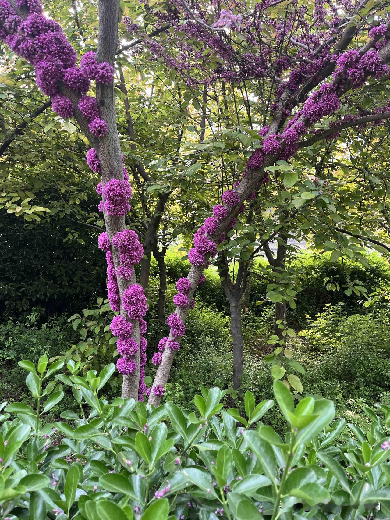 经常生气会得癌症吗?今天听了个心情好了癌症自愈的案例。心情不好会引起免疫力降