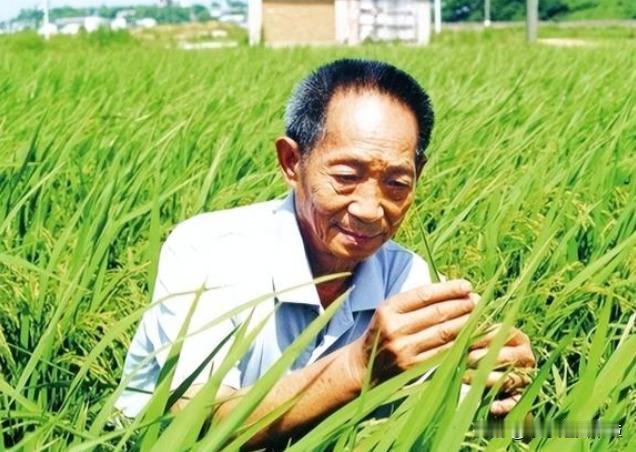 “应该立即死刑！”央视新闻在2024年4月14日曝光了一起惊天大案：我国杂交水稻